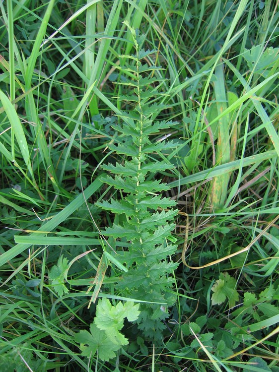 Filipendula vulgaris